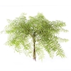 Fern Coral P Bnch