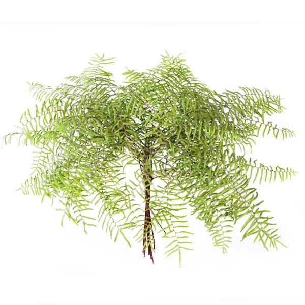 Fern Coral P Bnch