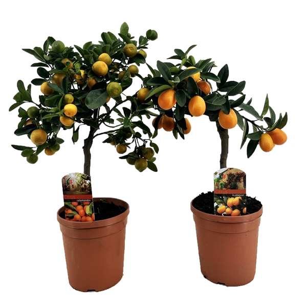 <h4>Citrus mix</h4>