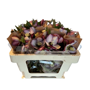 HELL OR QUEENS PICOT