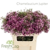 Chamelaucium Jupiter