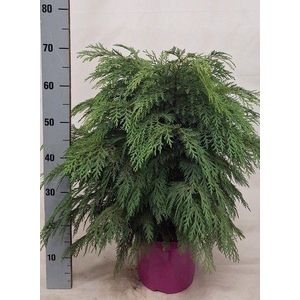 CHAM L GLOBOSA P23 65CM