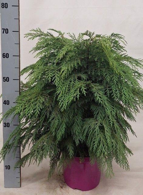 <h4>CHAM L GLOBOSA P23 65CM</h4>