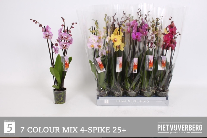 <h4>PHAL GEM 7 KL</h4>