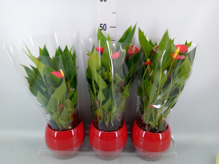 <h4>Anthurium andr. 'Mill Flowers Red'</h4>