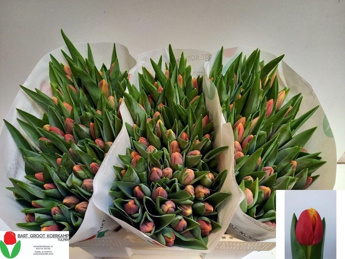 <h4>TU EN REPLAY</h4>