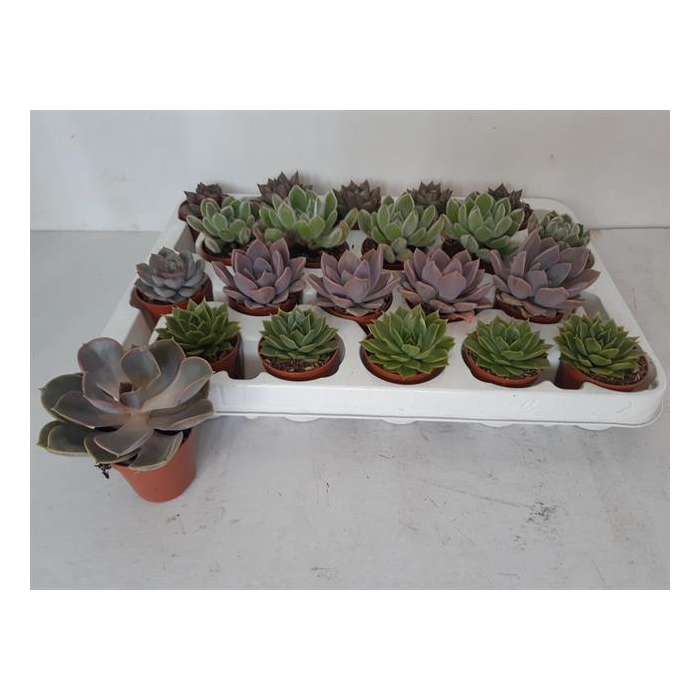 <h4>Echeveria mix 5,5Ø 10cm</h4>