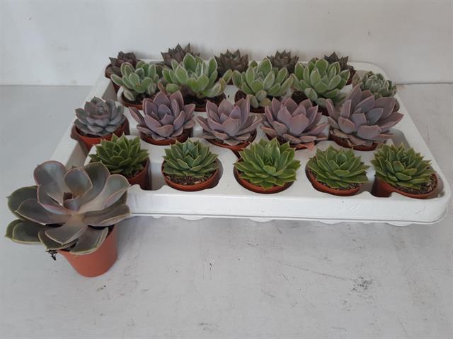 Echeveria mix 5,5Ø 10cm