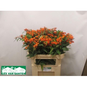 EUPH F T QUEEN ORANG