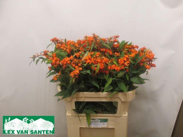 <h4>EUPH F T QUEEN ORANG</h4>