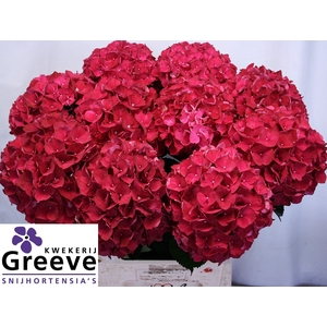 Hydr Magical Rubyred Greeve