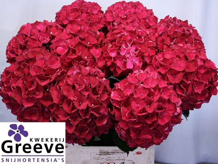 <h4>Hydr Magical Rubyred Greeve</h4>
