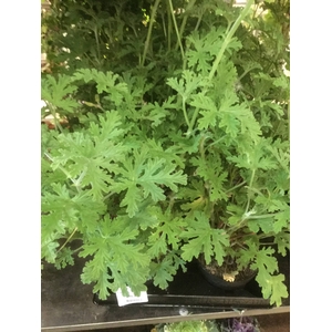 ROSENGERANIUM