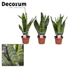 Sansevieria Black Coral 7 cm (Decorum)