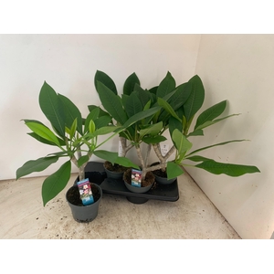 PLUMERIA HAW GEM