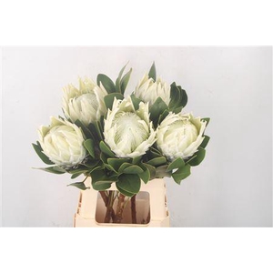 Protea Cy Arctic Ice