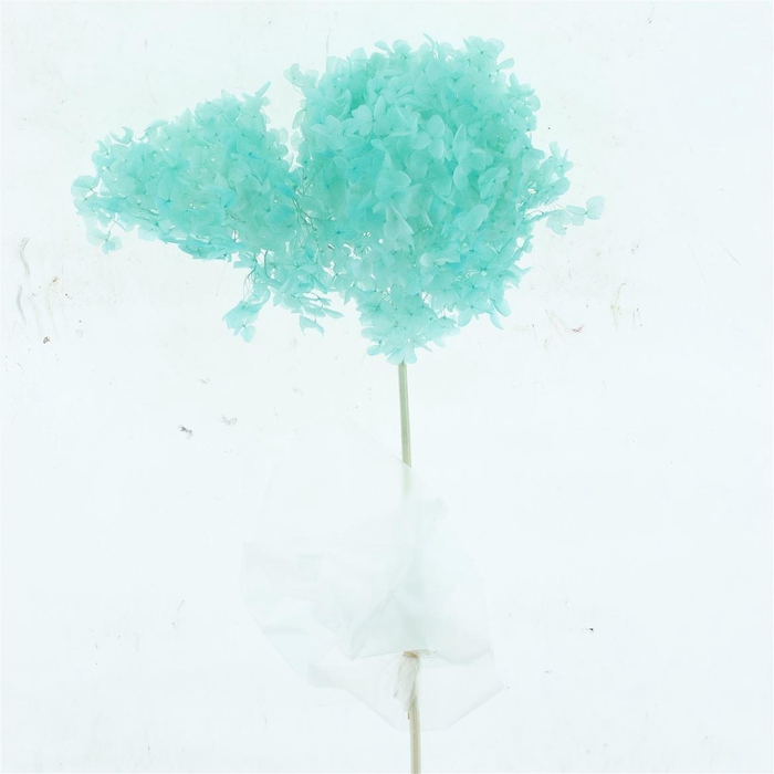 <h4>Pres Bleached Hydrangea Pastel Blue</h4>