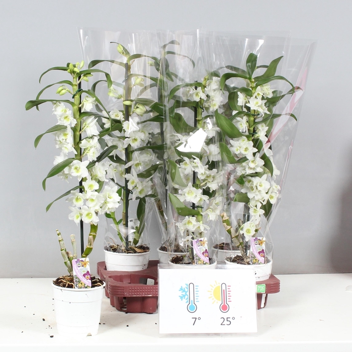 <h4>DEND NOBILE</h4>