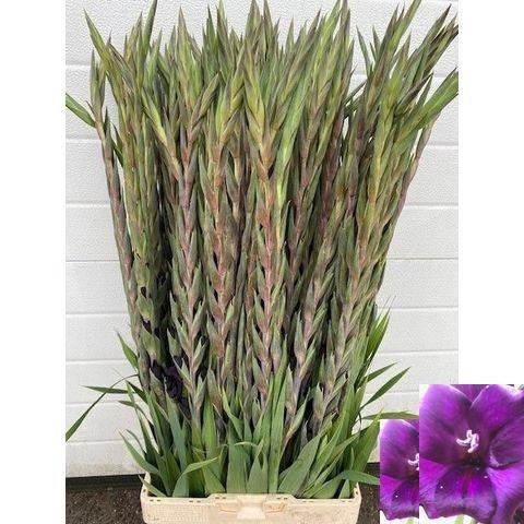 <h4>GLAD GR PURPLE FLORA</h4>
