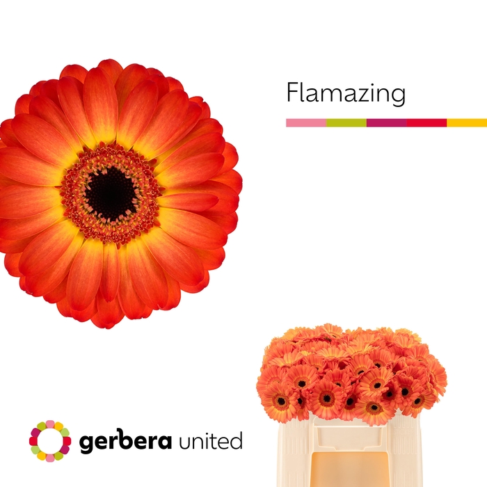 <h4>Germini Flamazing Water/Hoes x80</h4>
