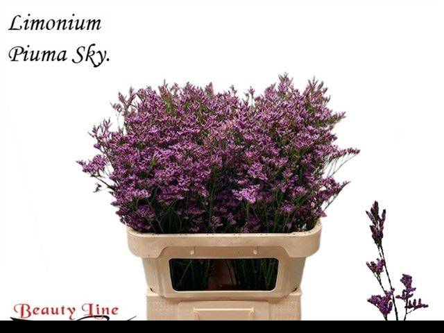 <h4>LIM PIUMA SKY</h4>