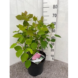 Hydrangea arb. Pink Annabelle 50-60 P28