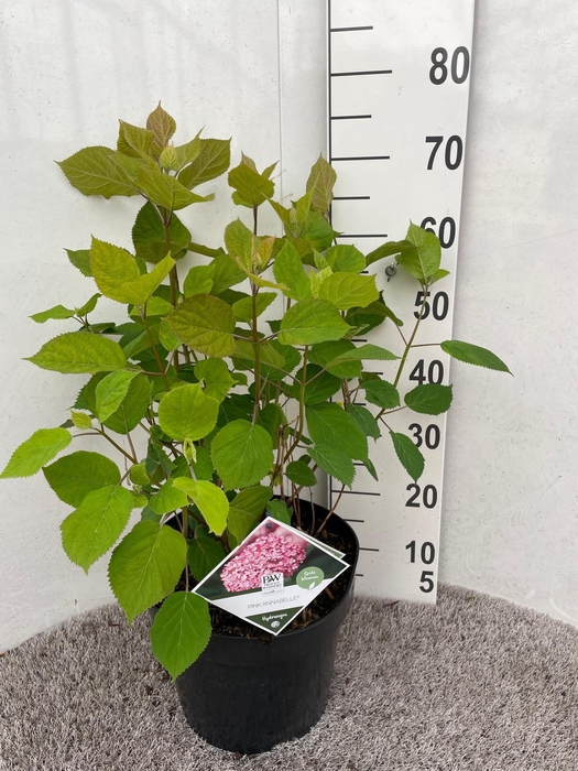 <h4>Hydrangea arb. Pink Annabelle 50-60 P28</h4>