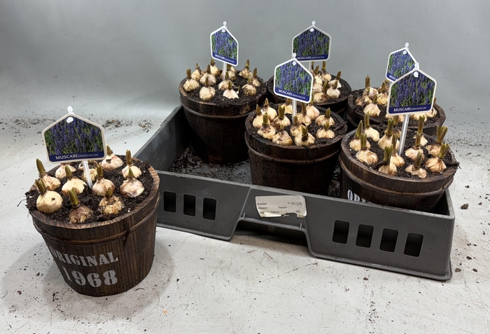 <h4>ARR MUSCARI</h4>