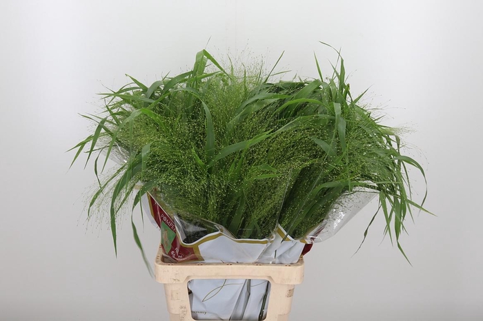 <h4>Panicum Fountain</h4>