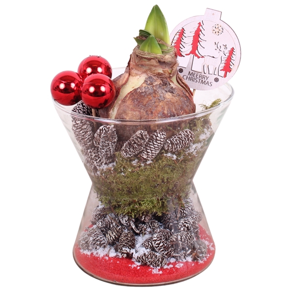 <h4>Christmas Arr. Amaryllis Glass Hourglass Ø16cm 1PP</h4>