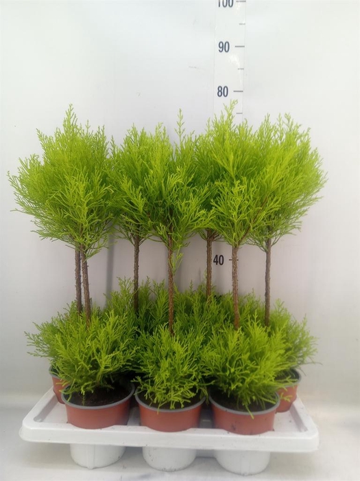 <h4>Cupressus macro. 'Goldcrest Wilma'</h4>
