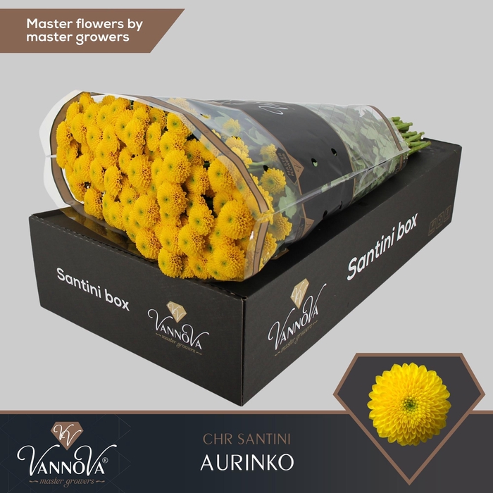 <h4>Chrysanten Chr S Aaa Aurinko</h4>