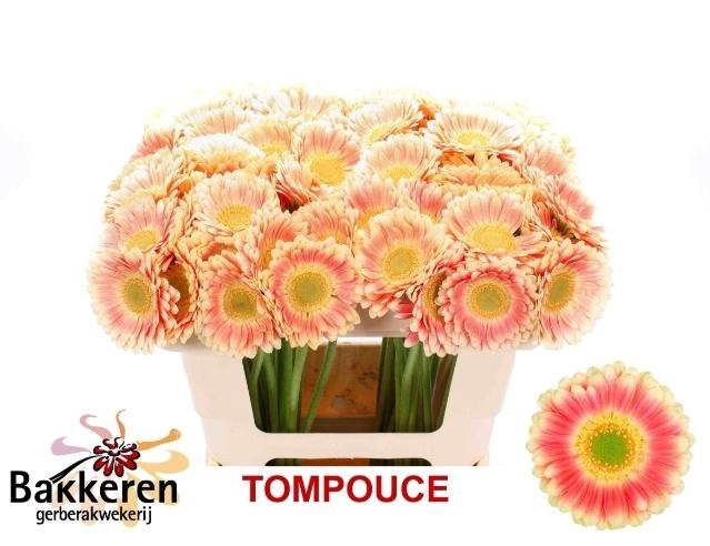 <h4>Ge Mi Tompouce</h4>