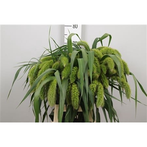 Setaria italica 'Volle Melk'
