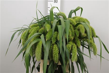 <h4>Setaria italica 'Volle Melk'</h4>