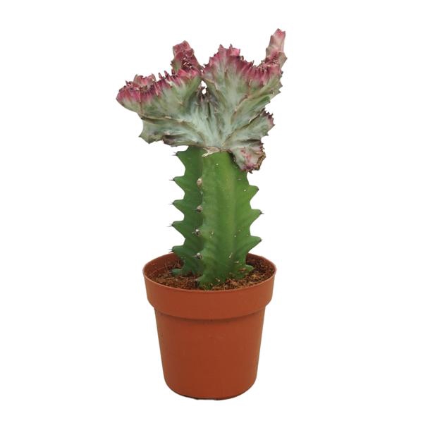 <h4>Euphorbia lactea 'cristata' 8,5 cm</h4>