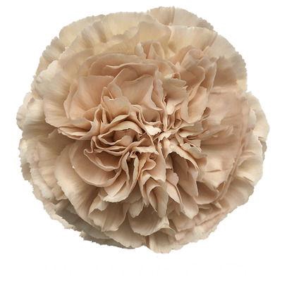 <h4>DI ST LEGE MARRONE</h4>