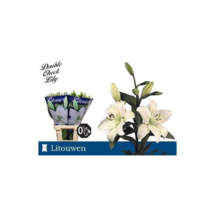 <h4>Li La Litouwen</h4>