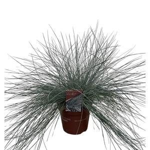 Festuca glauca 'Intens Blue'