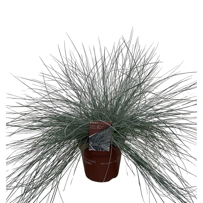 <h4>Festuca glauca 'Intens Blue'</h4>