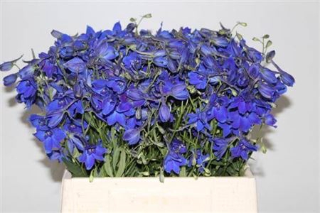 <h4>Delph En Volkerfried</h4>