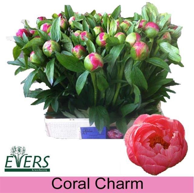 <h4>PAEO  CORAL CHARM</h4>