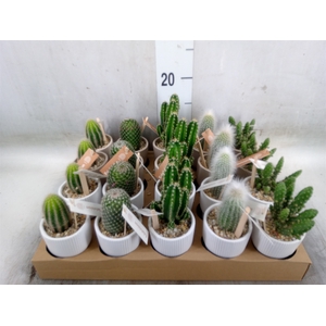Cactus   ...