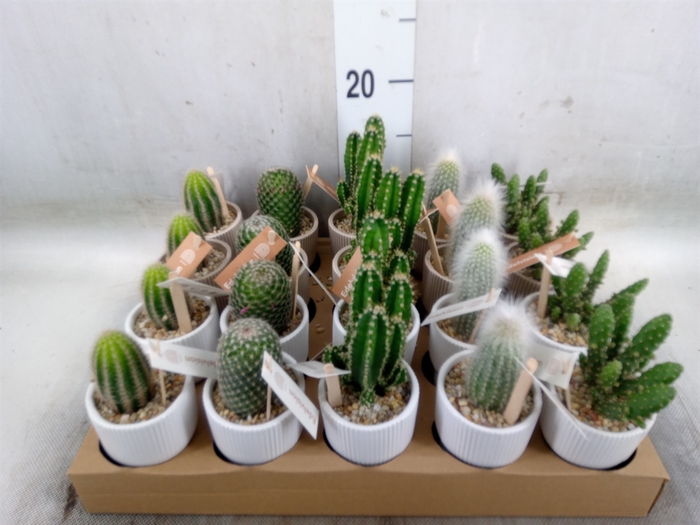 <h4>Cactus   ...</h4>