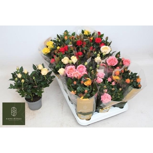 RO KORDAN GRANDE GEM