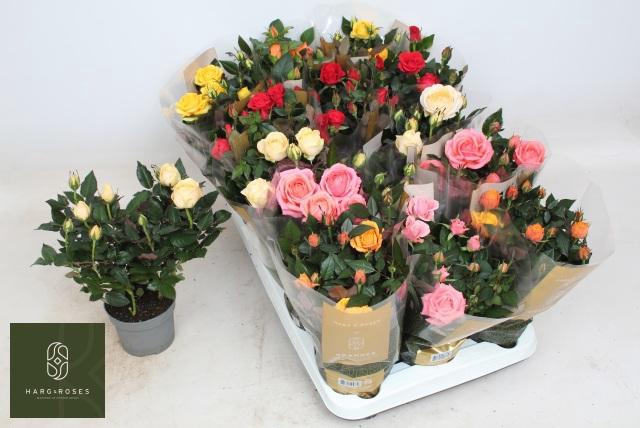 <h4>RO KORDAN GRANDE GEM</h4>