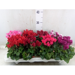 Cyclamen KL 'Compact'