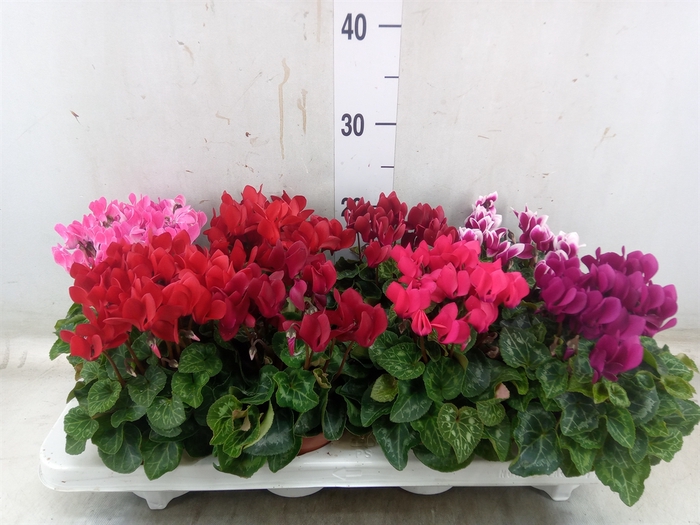 <h4>Cyclamen KL 'Compact'</h4>
