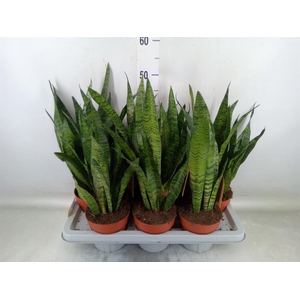Sansevieria zeylanica