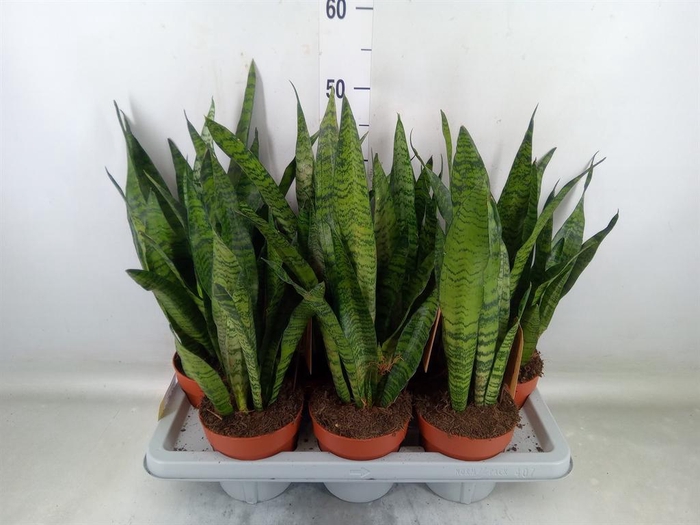 <h4>Sansevieria zeylanica</h4>